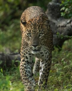 Closeup of a Leopard in Yala National Park