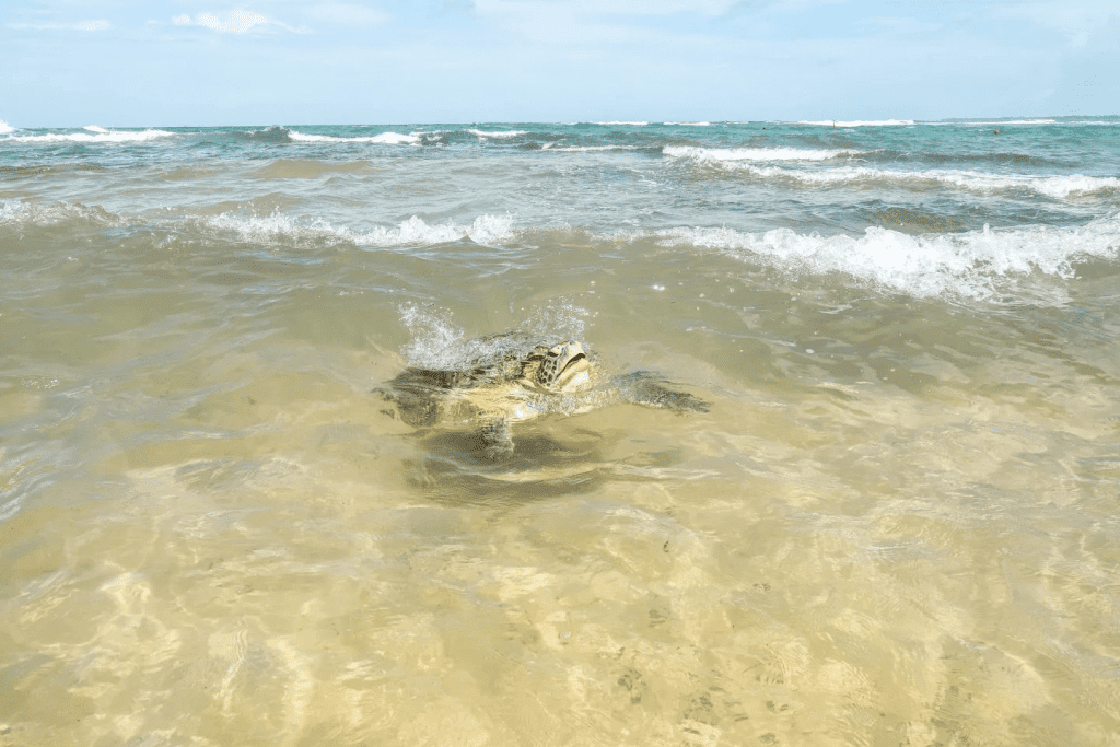 turtle-beach-hikkaduwa-westroo-travel