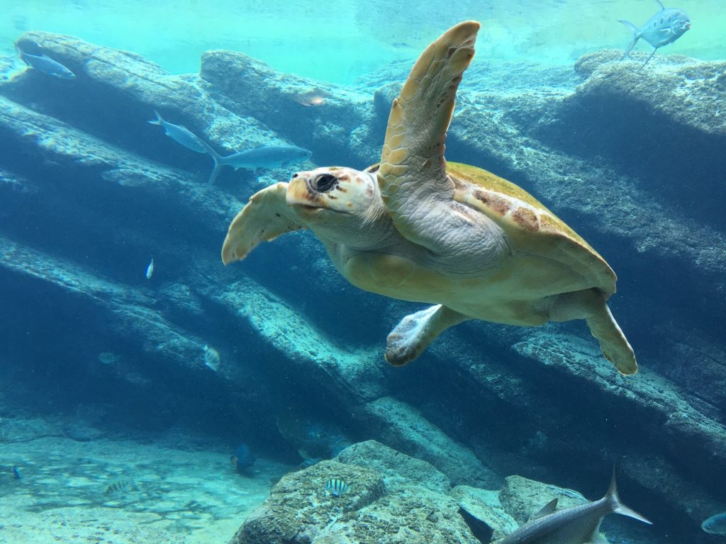 turtle-beach-hikkaduwa-westroo-travel