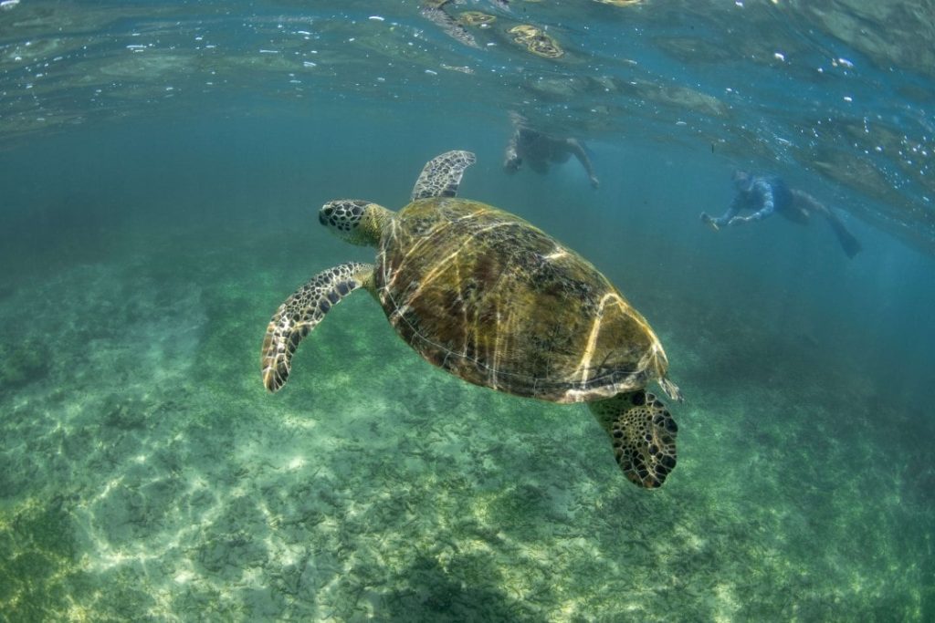 turtle-beach-hikkaduwa-westroo-travel