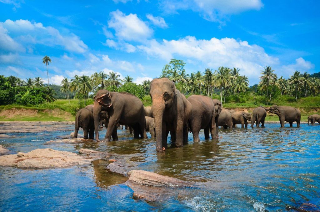the-orphanage-pinnawala-westroo-travel